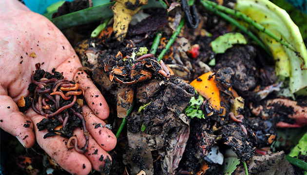 Черви в компостной куче