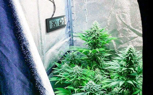 Следите за густотой листвы