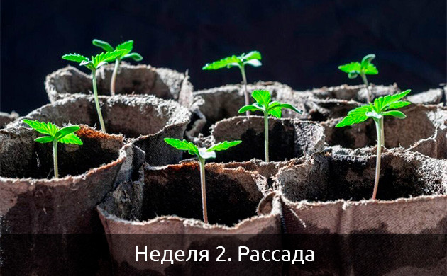 Рассада автоцветущих сортов