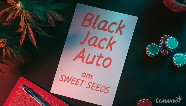 Выращивание Black Jack Auto