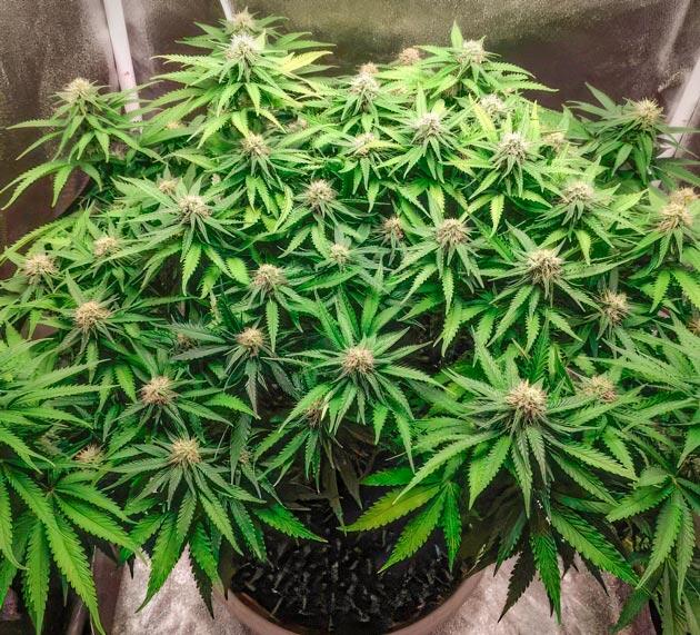 Куст Super Silver Haze от Green House Seeds на 10 неделе