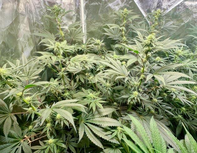 Куст Jealousy Kush fem от Seedkeepers на 9 неделе