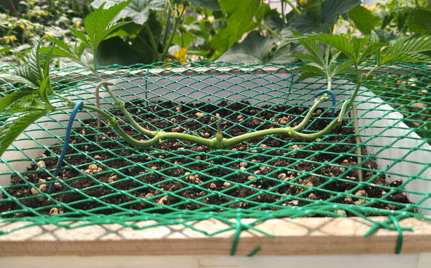 Тренировка каннабиса с помощью сетки Конопля под сеткой ScrOG