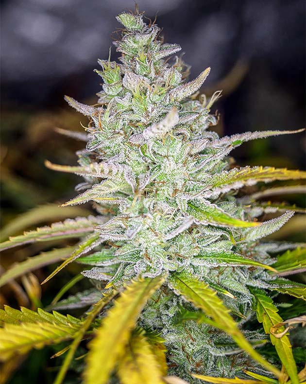 Пожелтение листьев у соцветий