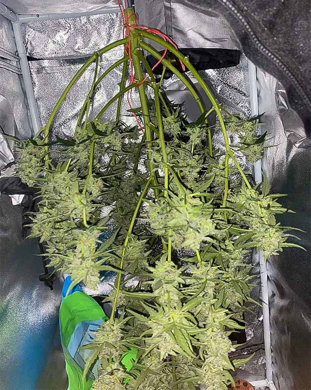 Сбор урожай с куста Banana Purple Punch Auto предхарвест кустов Banana Purple Punch Auto