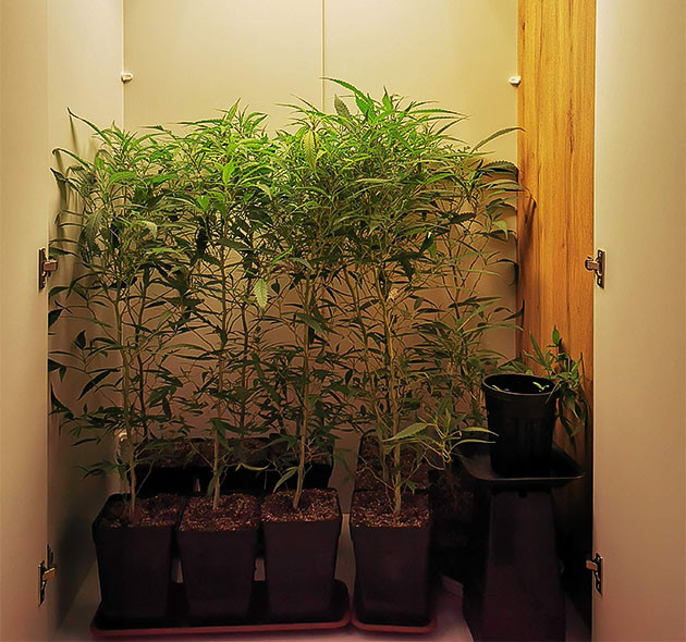 Кусты высотой 70-75 см