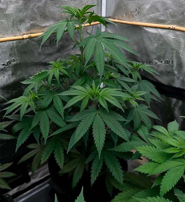 Конопля ростом 45 см