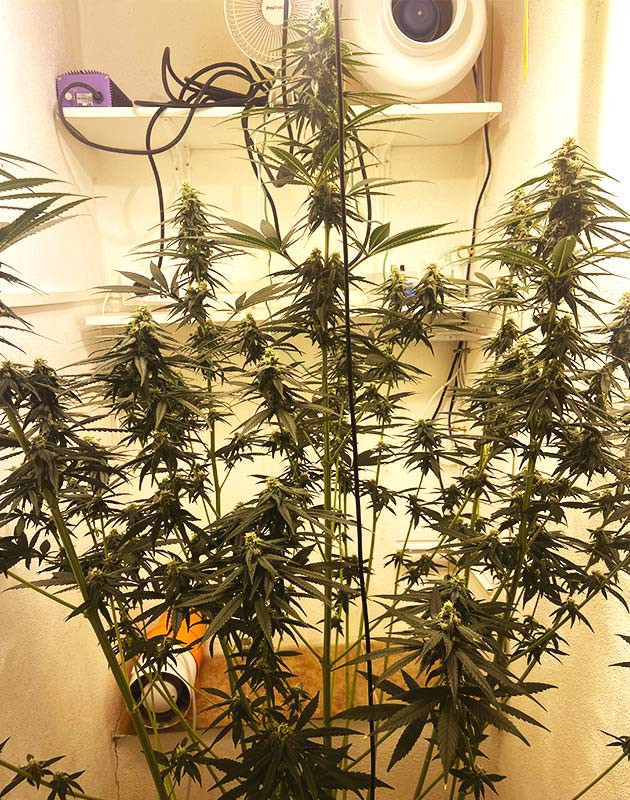 Цветение на 8 неделе роста Куст конопли усыпанный соцветиями