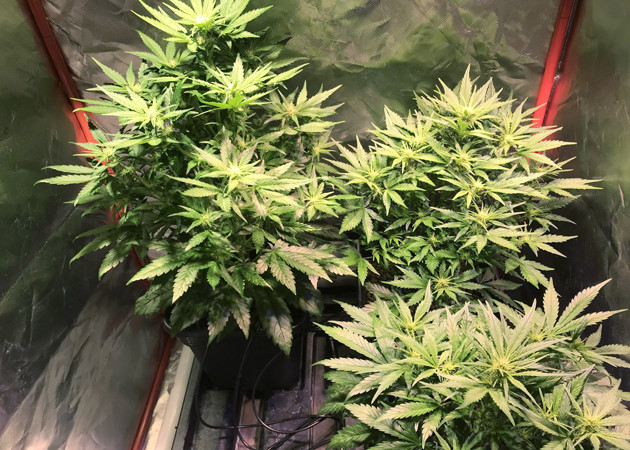 Бошки конопли