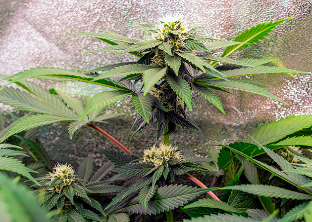 Потемнение листьев у соцветий