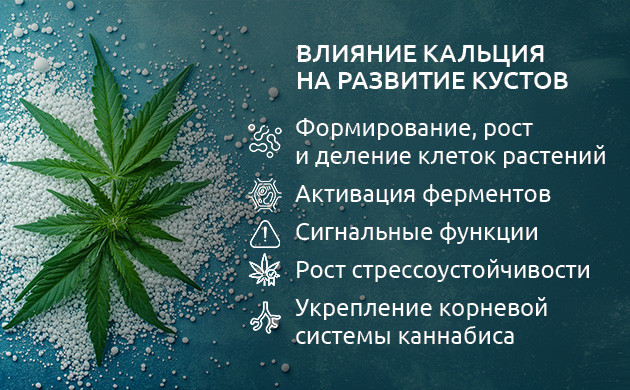 Важность кальция для растений