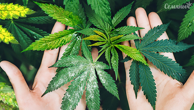 Болезни конопли в аутдоре