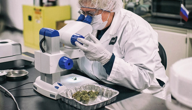 Исследования марихуаны в России