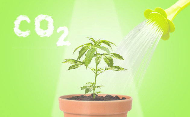 Вода и углекислый газ для фотосинтеза конопли