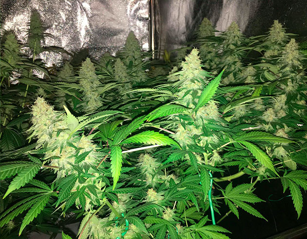 Большие колы Grandaddy Purple