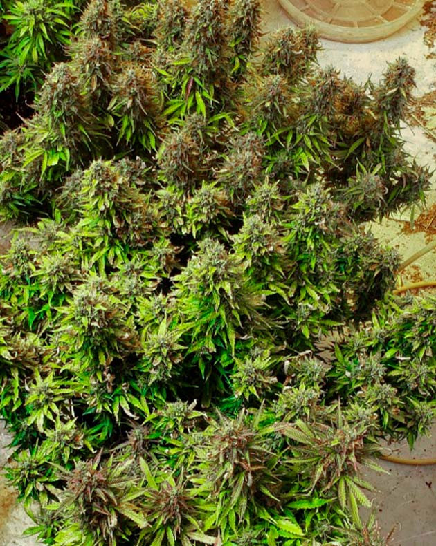 Сбор урожая