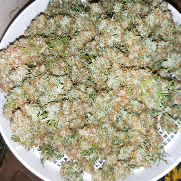 Собранный урожай Собранные шишки Super Skunk Auto