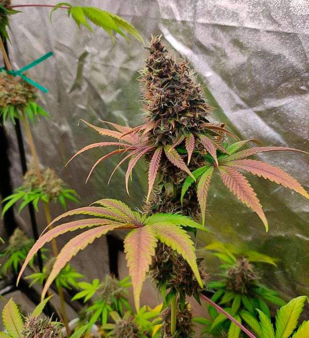 Кусты Blueberry Hill на последней неделе цветения