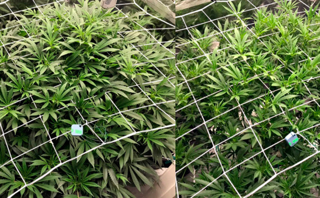 До и после дефолиации на 16 неделе