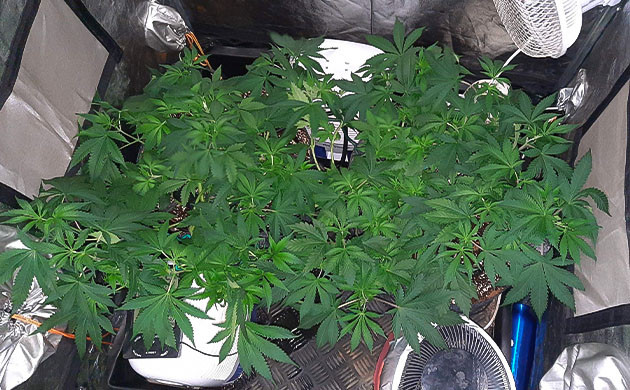 Растение Jack 47 Признаки перекорма Jack 47