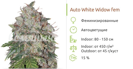 Auto White Widow от Pyramid Seeds