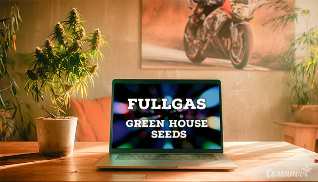 Гроурепорт сорта Fullgas от Green House Seeds