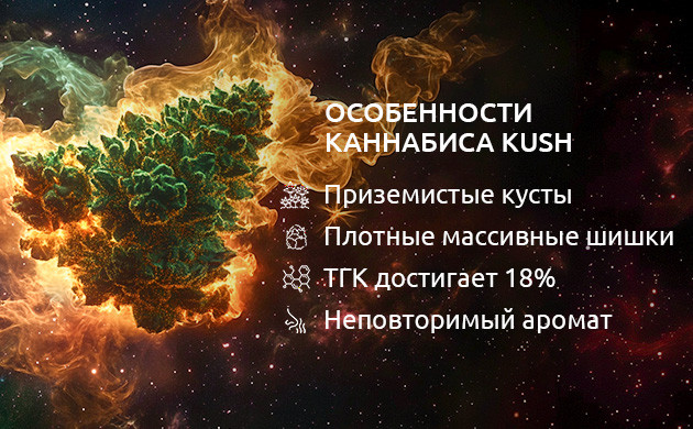 Особенности каннабиса Kush