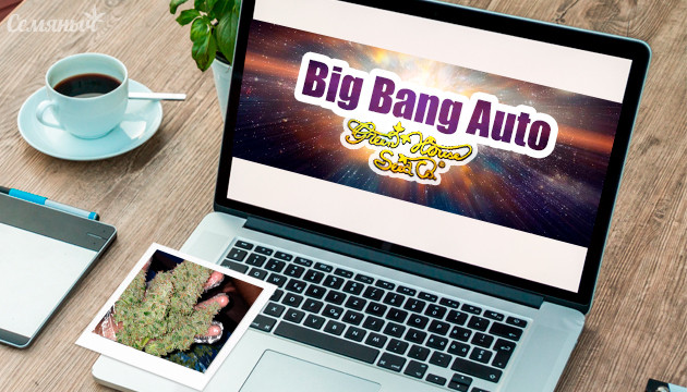 Гроурепорт сорта Big Bang Auto