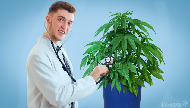 Тест конопляный доктор