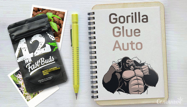Гроурепорт сорта марихуаны Gorilla Glue Auto