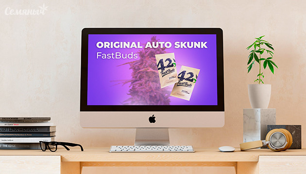 Выращивание сорта конопли Original Auto Skunk в индоре