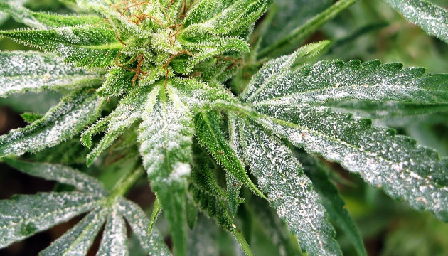 Поражение листьев мучнистой росой Мучнистая роса