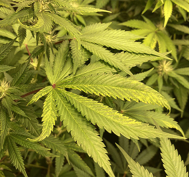 Куст на 10 неделе выращивания Куст Liberty Haze на 10 неделе выращивания