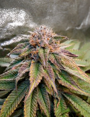 Янтарные трихомы на шишке