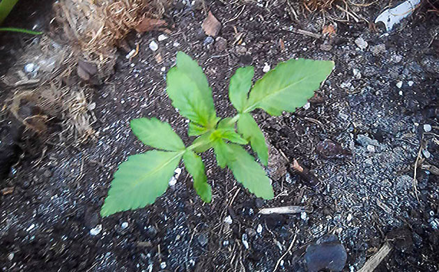 Первая неделя выращивания на балконе Росток размером 10 см