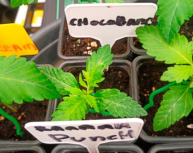 Проблемы в развитии ростка Chocobang Растишка с больными листьями