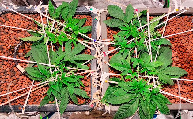 начало тренировок на 4ой неделе