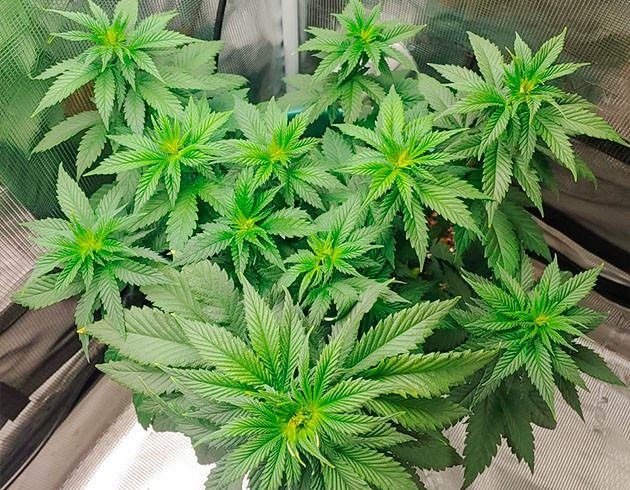 Перевод на цветение растения Blueberry OG