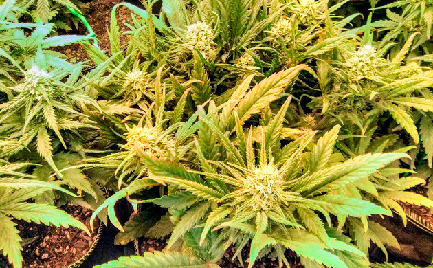 5 неделя выращивания Gelato Auto