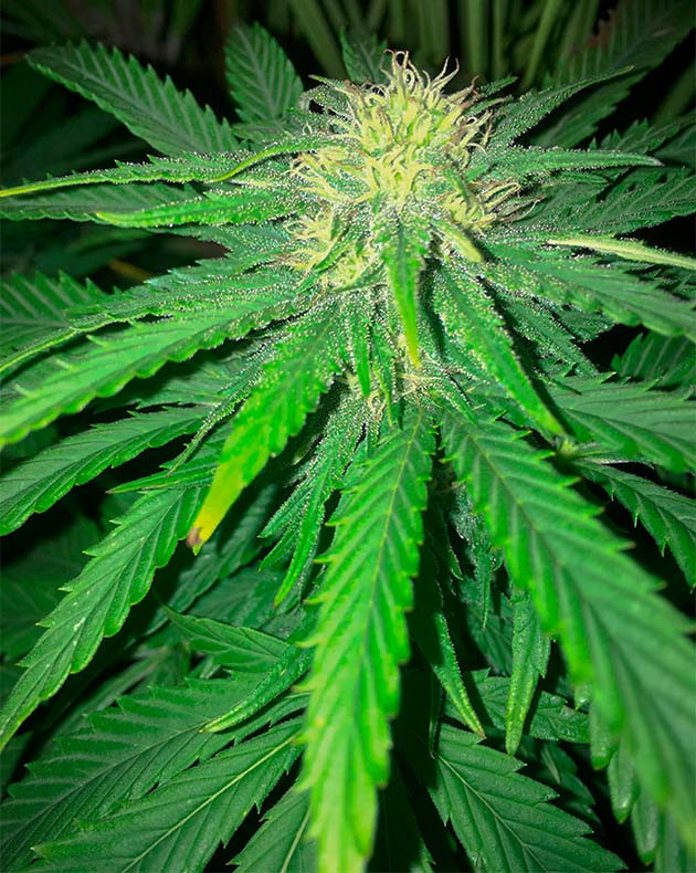 Соцветие Bubba Slush Бутон конопли с белыми стигмами