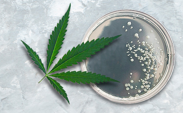 Антибактериальное свойство марихуаны