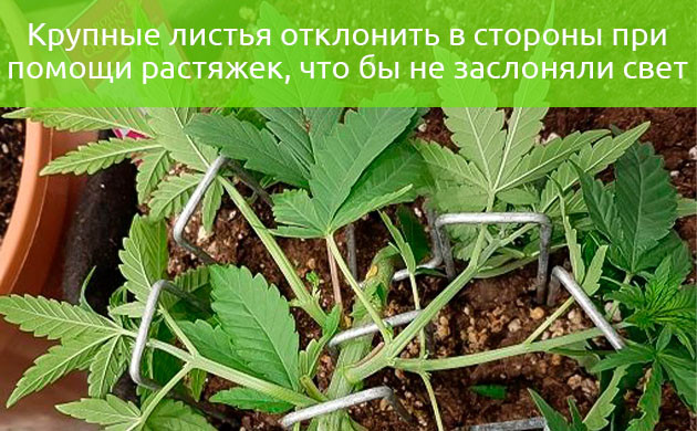 Закрепление листьев с помощью растяжек