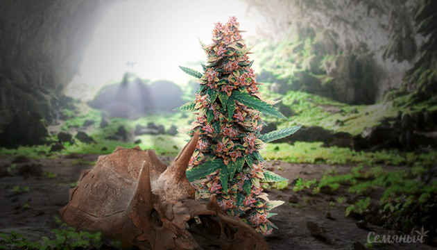 Ландрейсы конопли Ландрейс в пещере