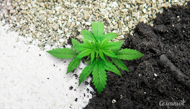 Виды грунта для посадки конопли