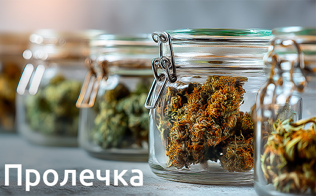 Процесс пролечки шишек каннабиса