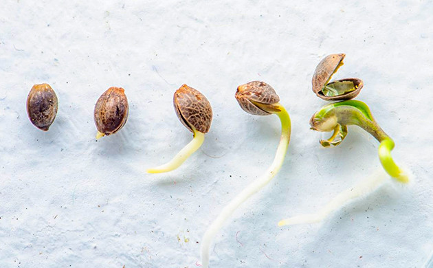 Растениеводство на Дзаги