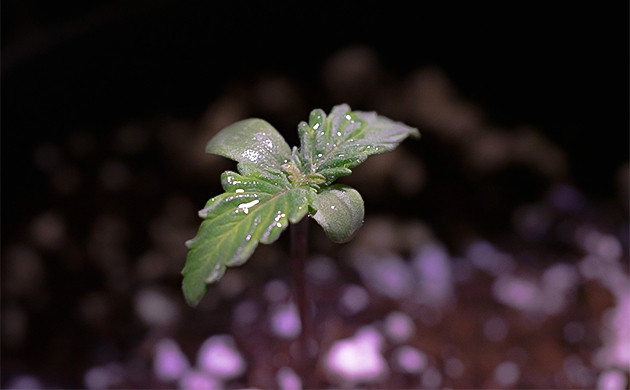 Росток Wedding Cheesecake Auto