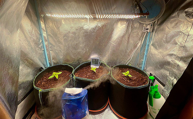 Gorilla Auto подростки в гроубоксе