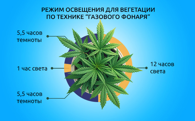 Оптимальный световой цикл для культивации конопли Разбиваем темный период: метод Газовый фонарь