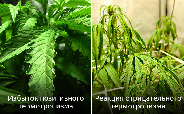 Температура и рост конопли